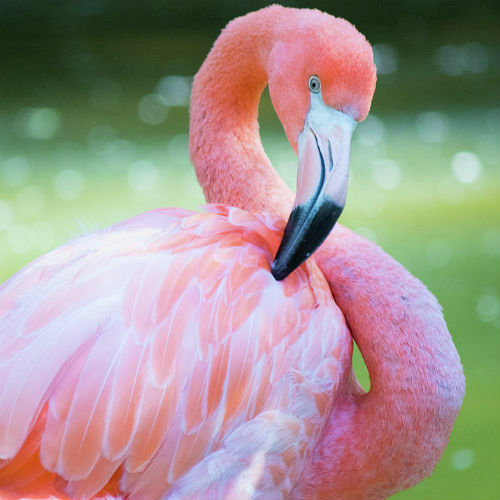 Pink Flamingo Fragrance Oil