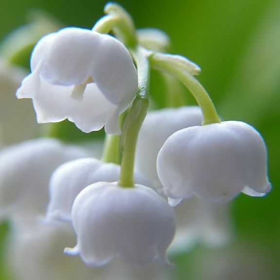 Lily of the Valley fragrance Oil