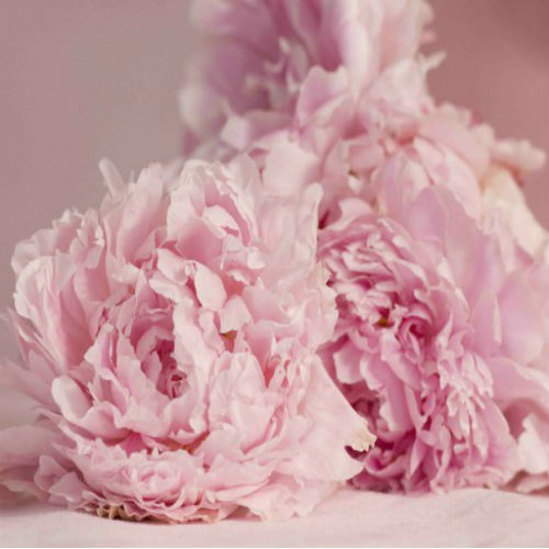 Peony and Blush Suede Fragrance Oil