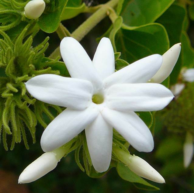 Jasmine fragrance oil