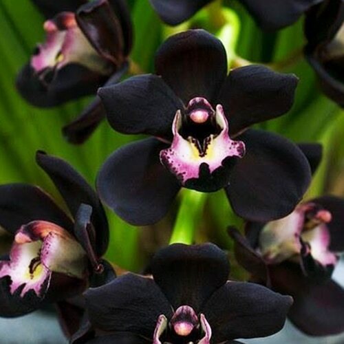 Black Orchid Fragrance Oil – Craftastik