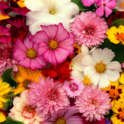 Floral Fragrance Oils