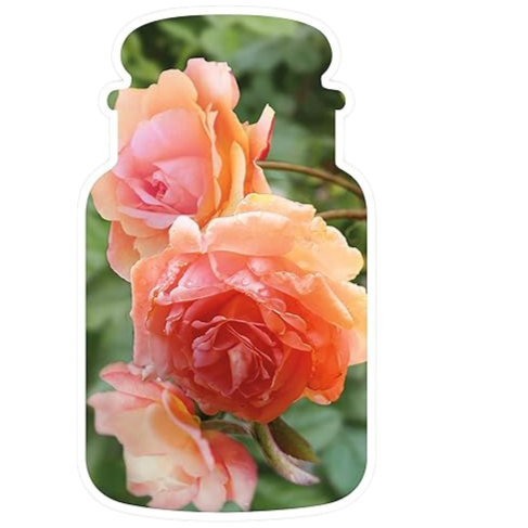Sundrenched Apricot Rose YANK Fragrance Oil