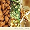 Twinkling Lights YANK Fragrance Oil