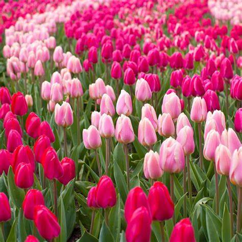 Pink Tulips & White Jasmine Fragrance Oil