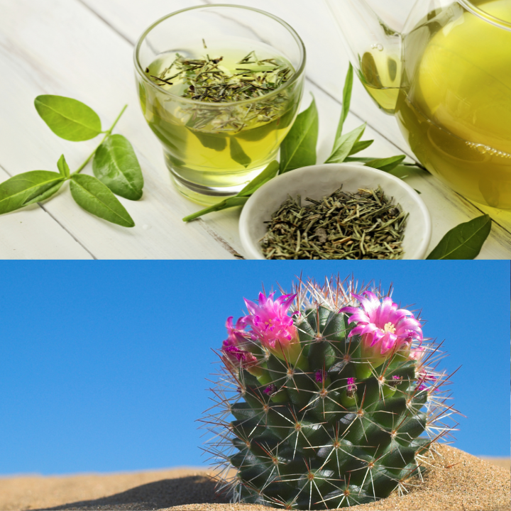 Green Tea & Cactus Flower Fragrance Oil