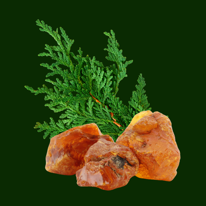 CEDAR & White Amber Fragrance Oil