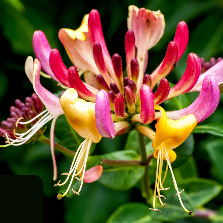 Honeysuckle Fragrance Oil