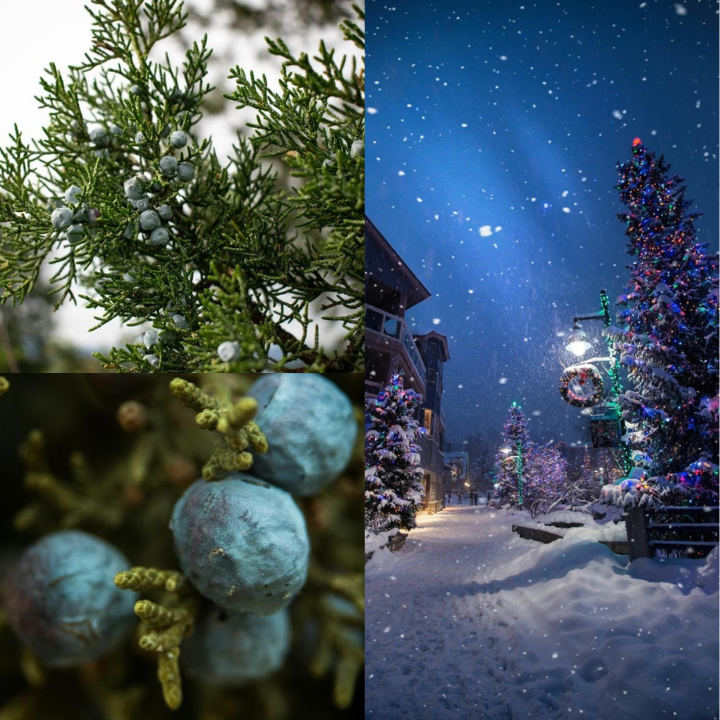 Pine & Juniper Berry Fragrance Oil