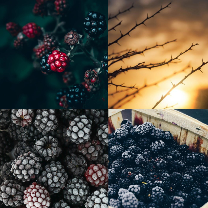 Bramble & Berry Fragrance Oil