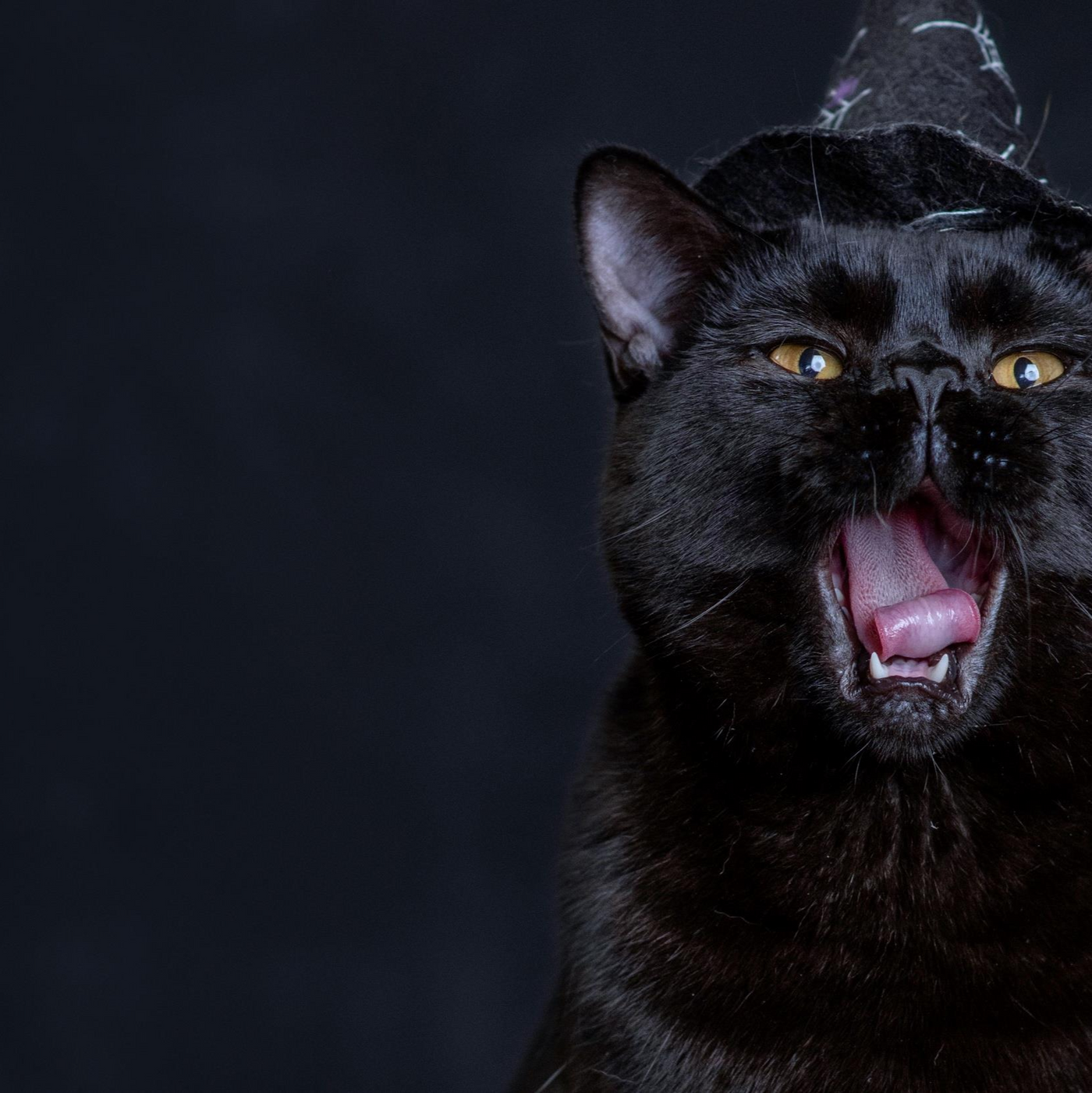 Black Cat Soiree Fragrance Oil