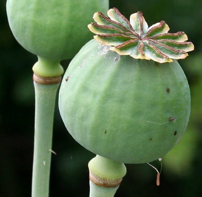 Black Opium Fragrance Oil (REED DIFFUSER FRIENDLY)