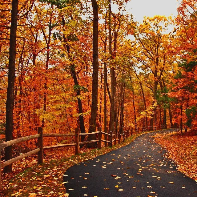 Autumn Nature Walk YANK Fragrance Oil