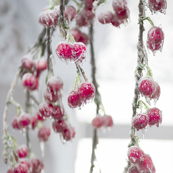 Frosted Cherry and Clove Fragrance Oil