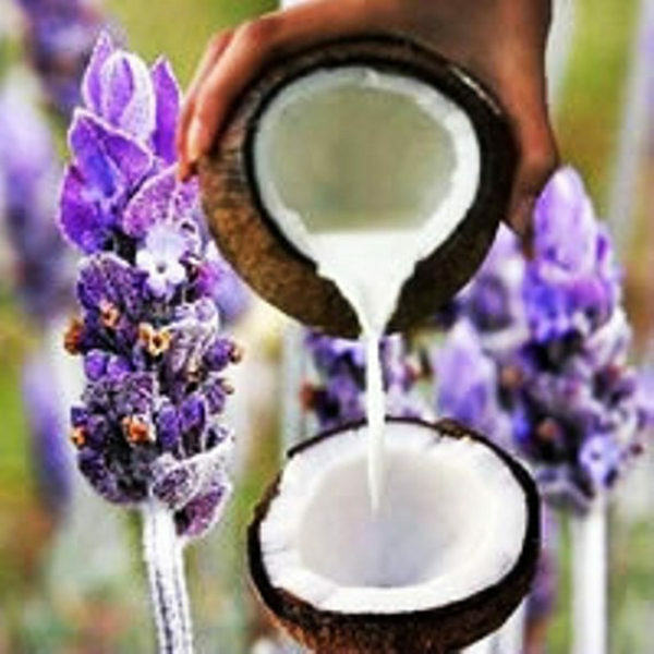 Coconut Milk and Lavender Fragrance Oil
