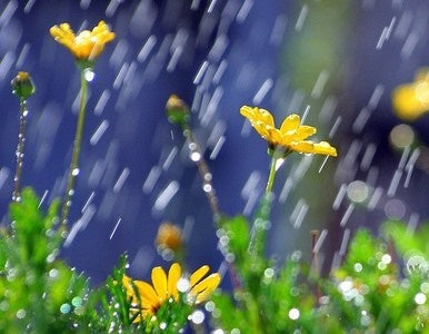 April Showers Fragrance Oil