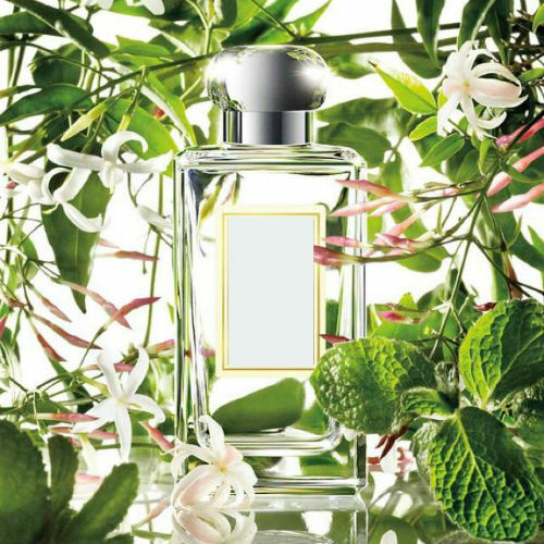 White Jasmin & Mint Fragrance Oil