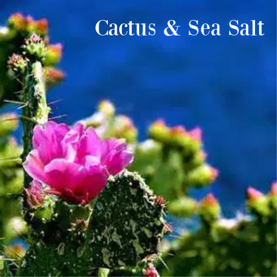 Cactus & Sea Salt  Fragrance Oil