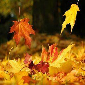 Autumn Leaves Fragrance Oil