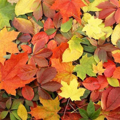 Autumn Leaves Fragrance Oil