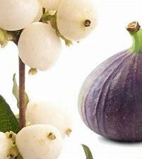 Festive Fig & Snowberry Fragrance Oil