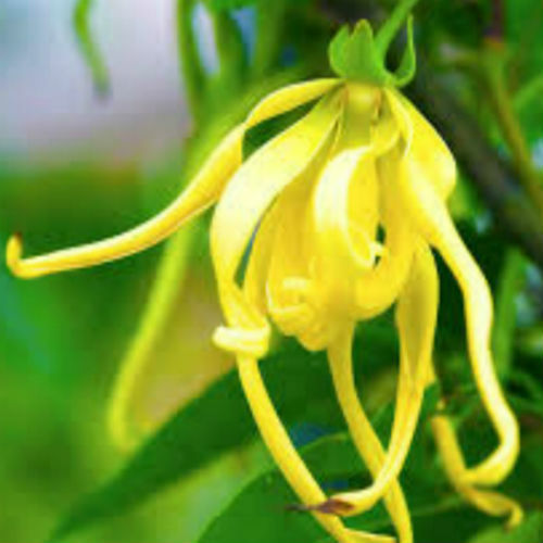 Ylang Ylang Fragrance Oil