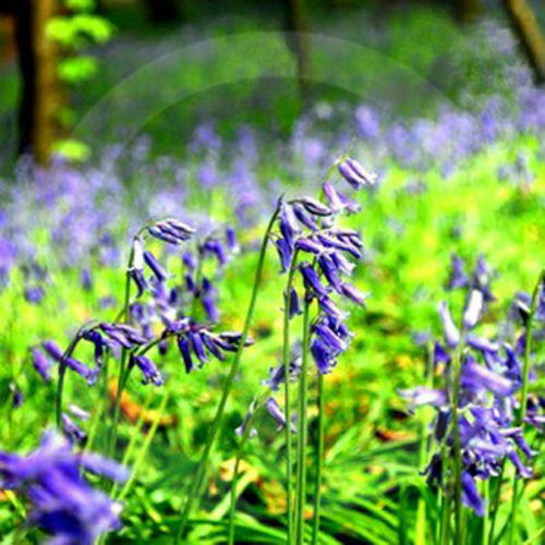 Wild Bluebell Fragrance Oil