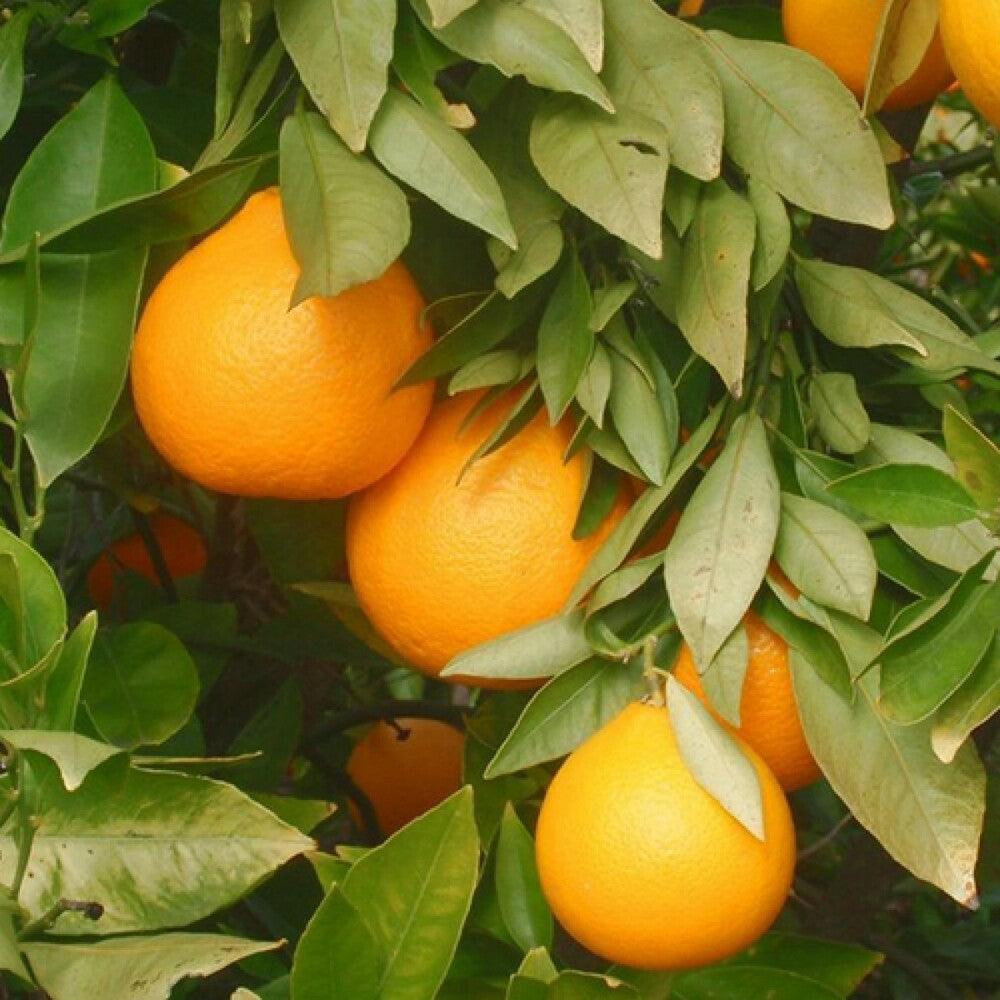Amber & Sweet Orange Fragrance Oil