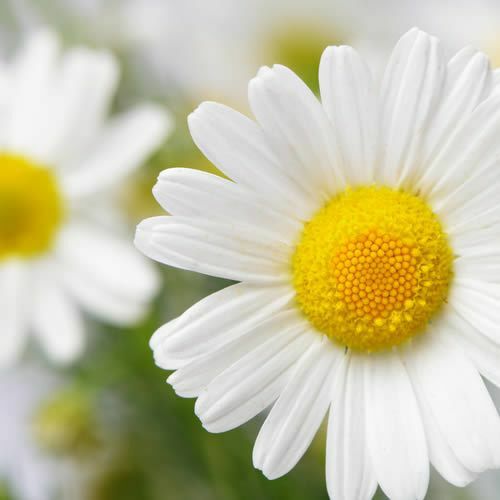 Daisy Dip (LF TYPE) Fragrance Oil