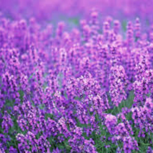 Lavender Fragrance Oil