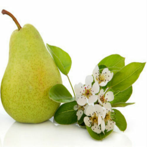 English Pear & Freesia Fragrance Oil