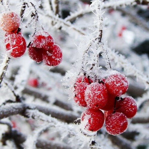 Snowberry & Mistletoe Fragrance Oil