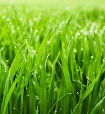 Fresh Cut Grass Fragrance Oil