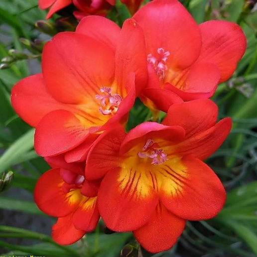 Freesia Fragrance Oil